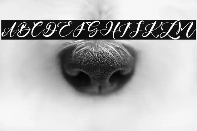 AndrewScript Font examples