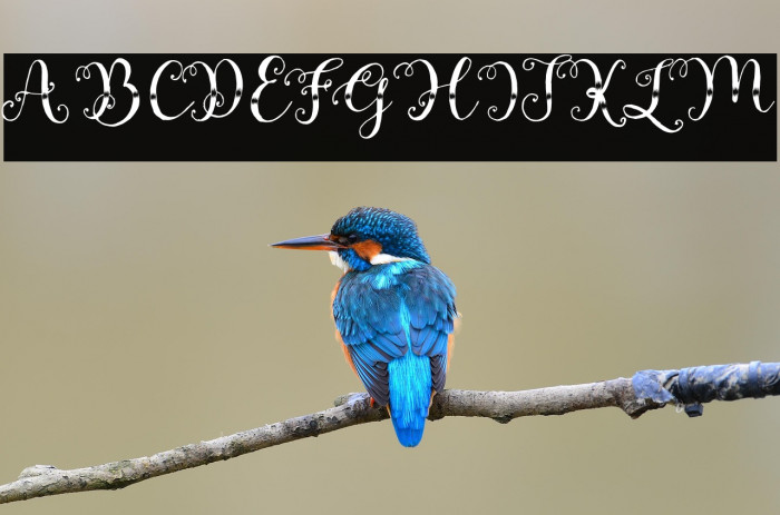 Andrilabonus Example 1