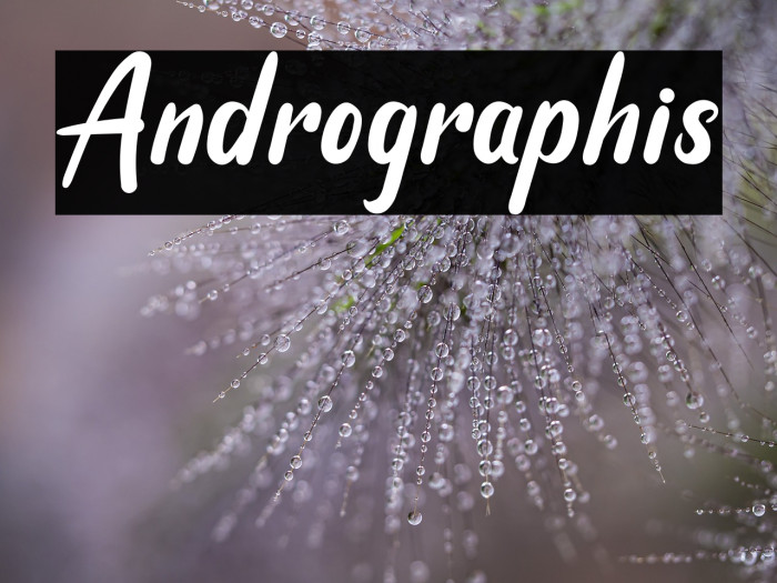 Andrographis Example 2