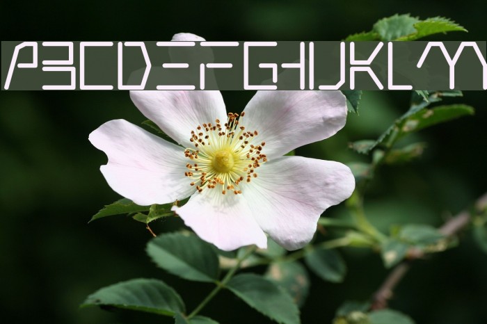 Andromeda Font examples