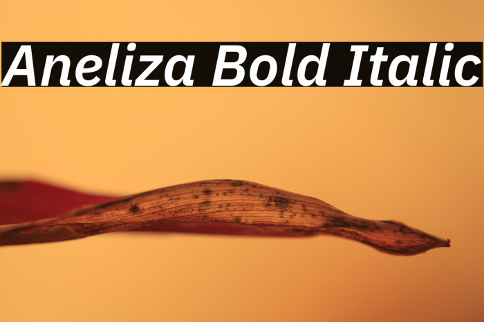 Aneliza Bold Italic Example 2