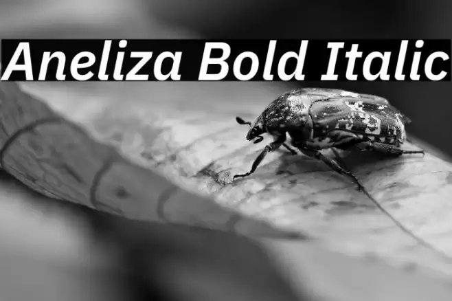 Aneliza Bold Italic Font examples