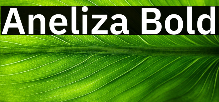 Aneliza Bold Example 2