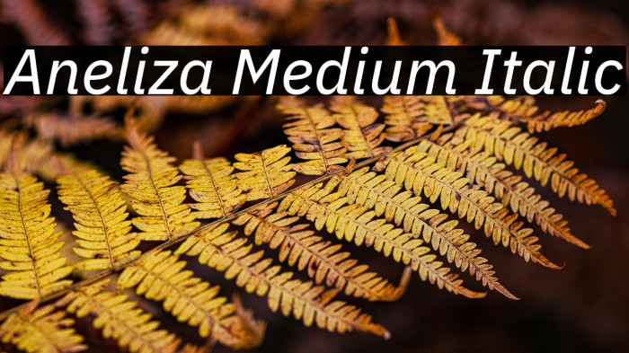 Aneliza Medium Italic Example 1