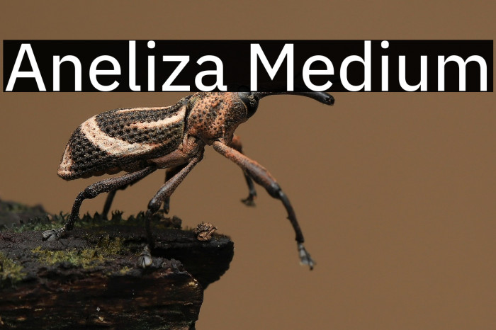 Aneliza Medium Example 2