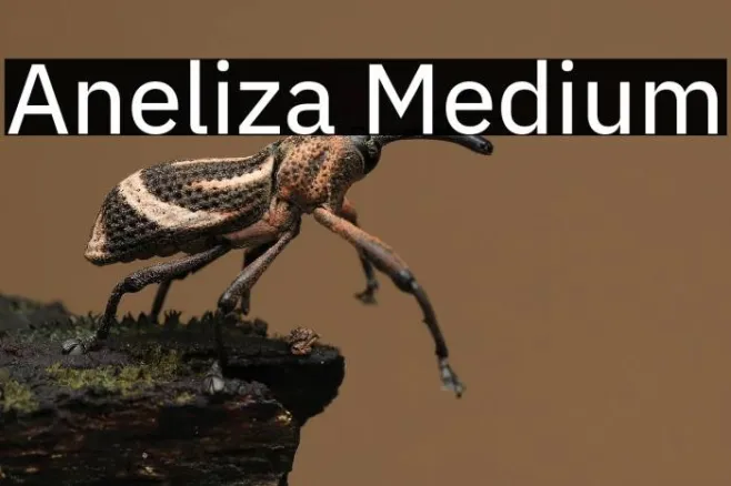 Aneliza Medium Example 2
