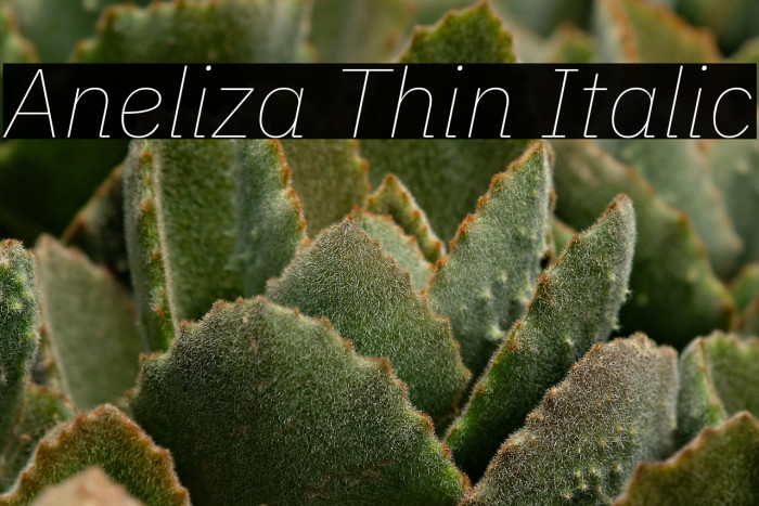 Aneliza Thin Italic Example 2