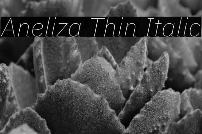 Aneliza Thin Italic Font examples