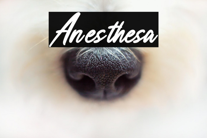 Anesthesa Example 3