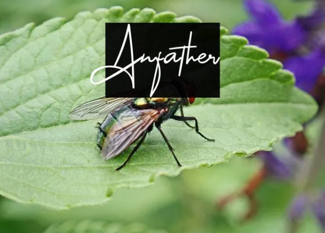 Anfather Example 3