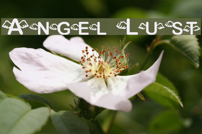 Angel Lust Fuentes examples