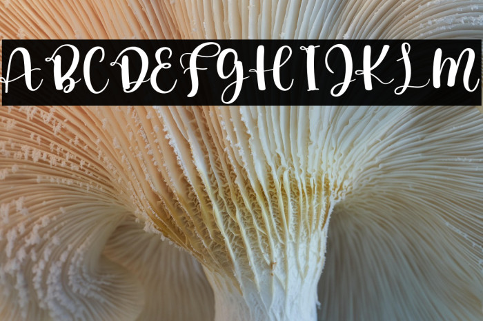 Angel Wedding Example 2