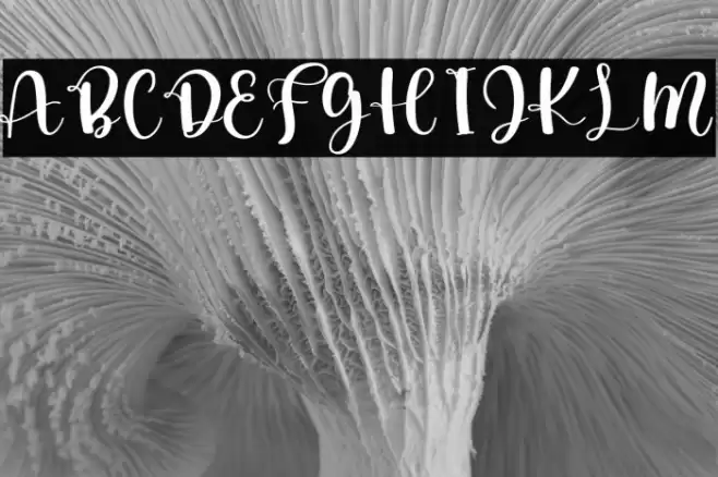 Angel Wedding Font examples