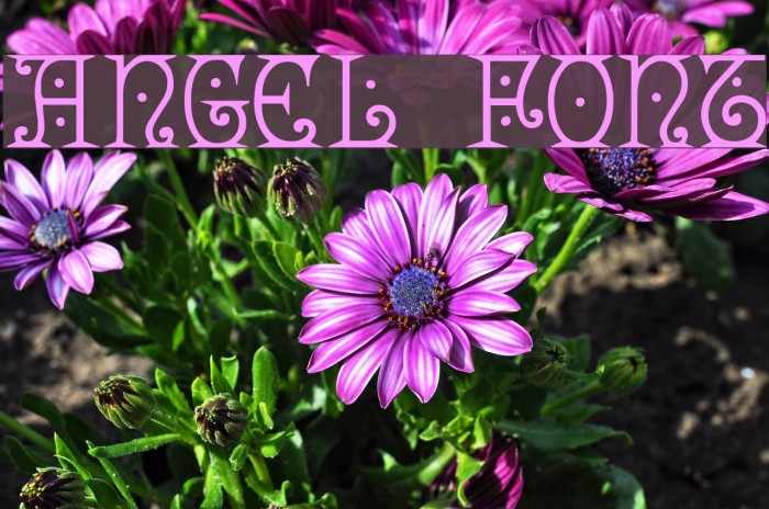 Angel Шрифта examples