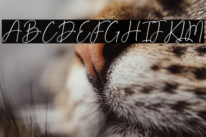 Angelia Devitson Example 2