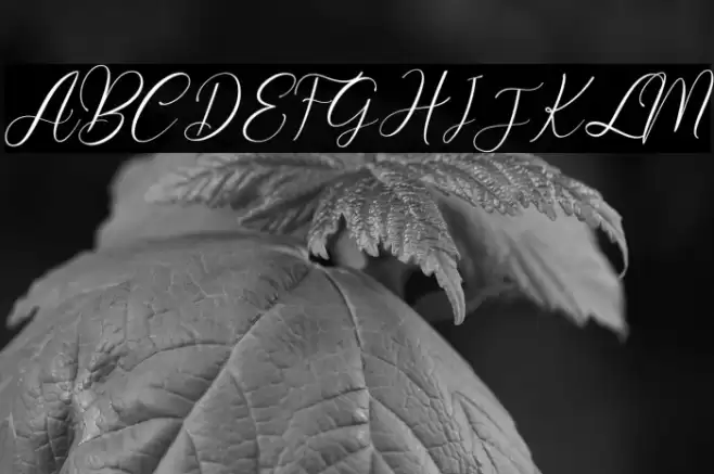 Angelia Font examples