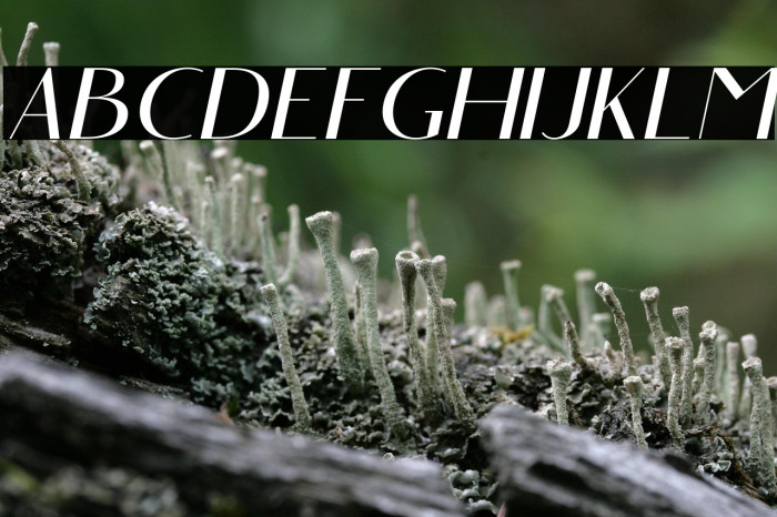 AngelicBonquesFree-SansItalic Example 1