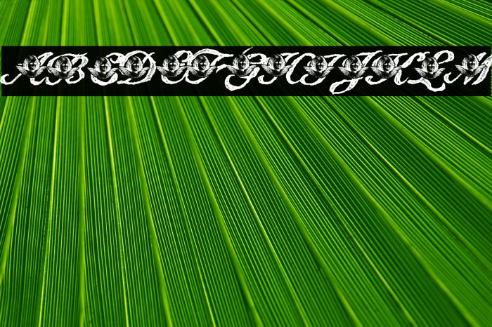 Angelica Personal Use Italic Example 3