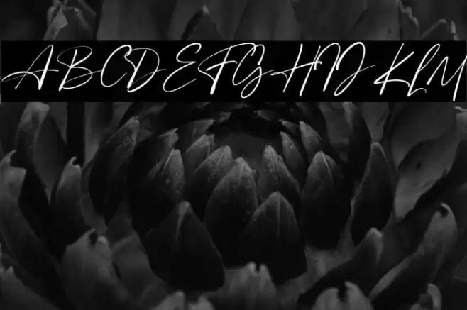 Angelinas Font examples