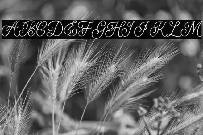 Angelitta Font examples