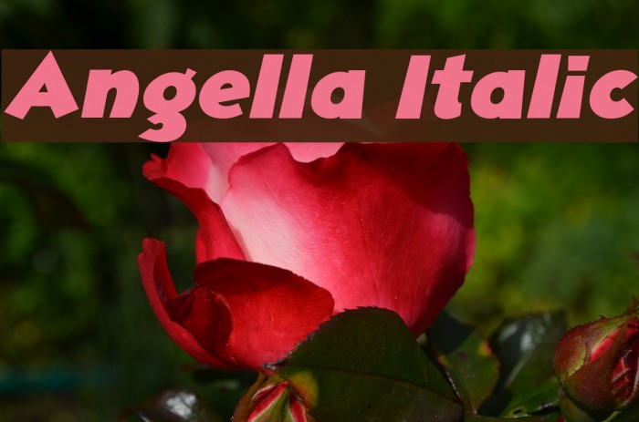 Angella Italic Font examples