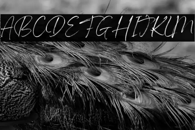 Angella White Personal use font Font examples