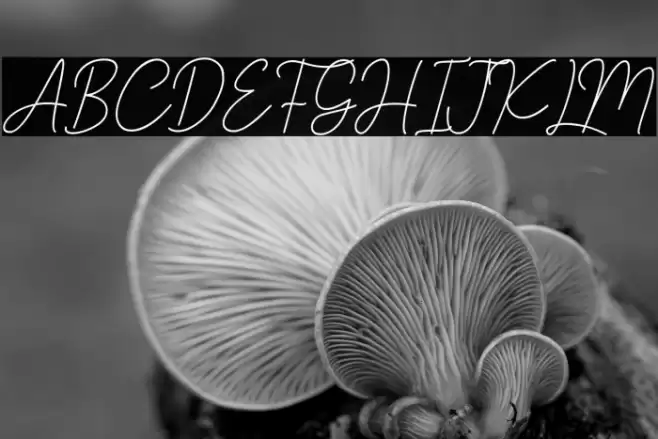 Angellita Font examples