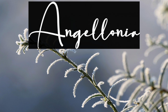 Angellonia Example 2