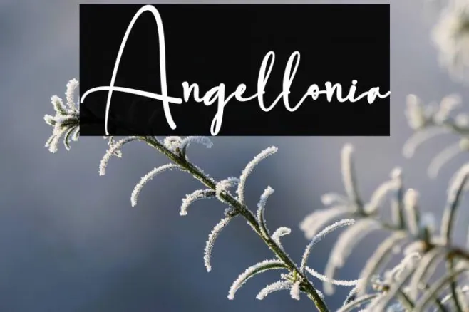 Angellonia Example 2