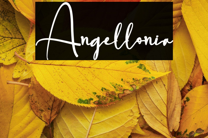 Angellonia Example 3