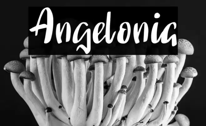 Angelonia Font examples