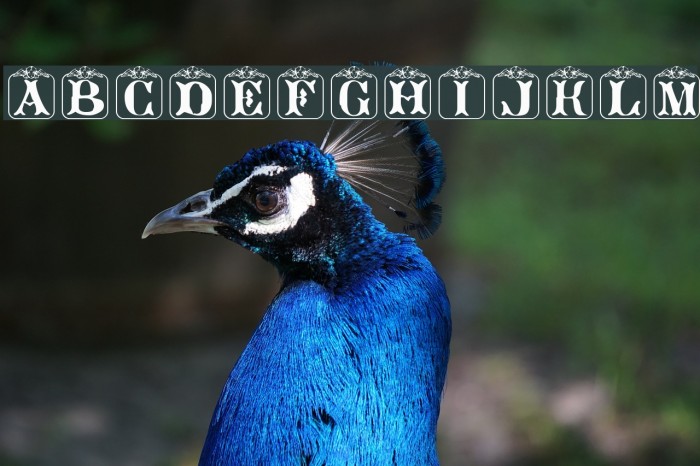 Angelots Font examples