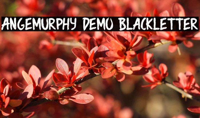 Angemurphy Demo Blackletter Example 1