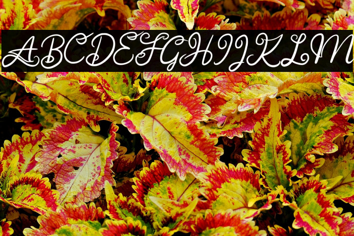 AnggitaFREE Example 3