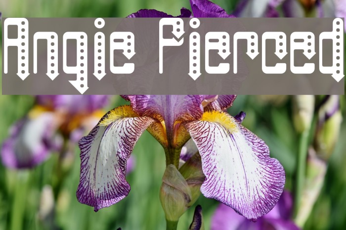 Angie Pierced Example 1