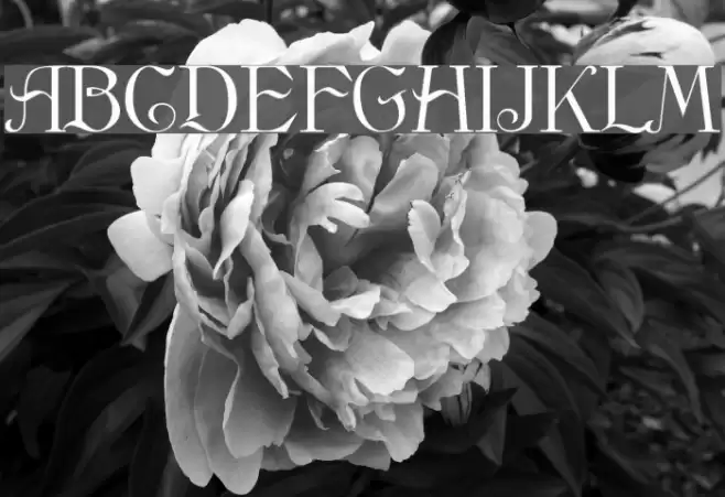 Anglican Regular Schriftart examples
