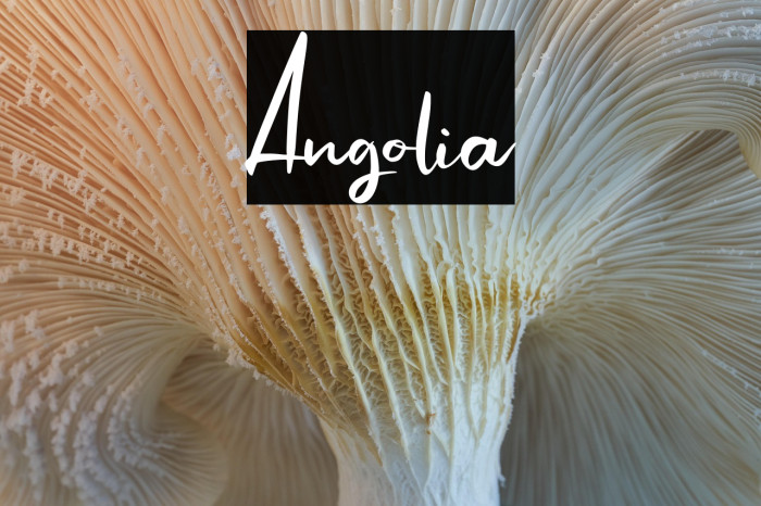 Angolia Example 1
