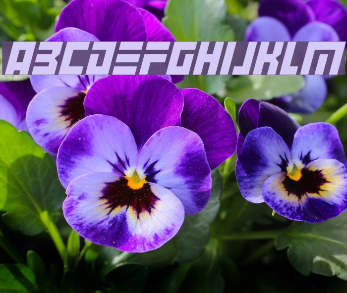 Angry Android Italic Example 1