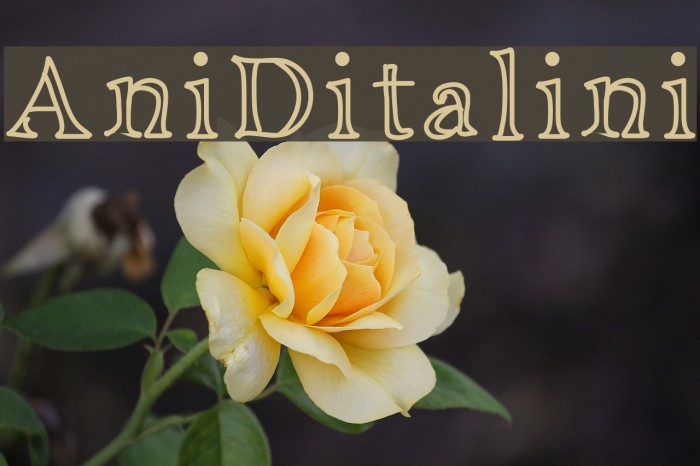 AniDitalini Font examples