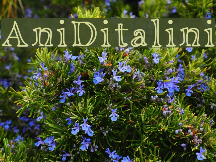 AniDitalini Font examples