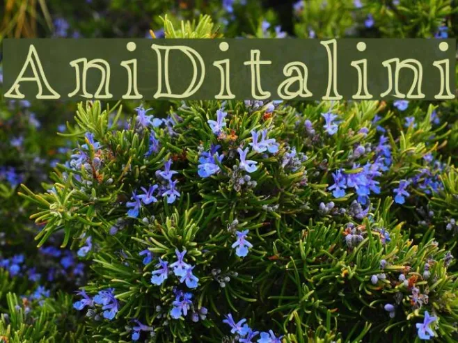 AniDitalini Example 3