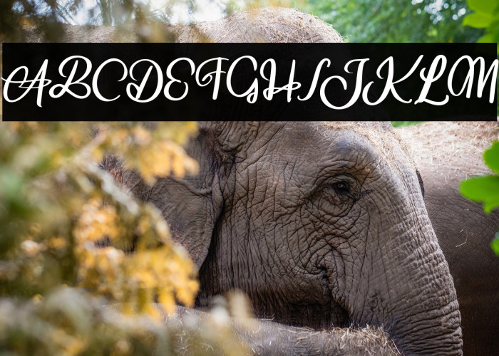 AniabelliaFREE Example 3