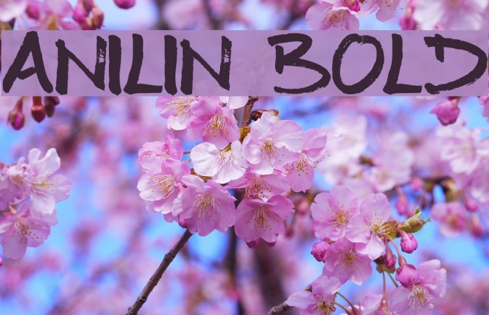 Anilin Bold Example 2