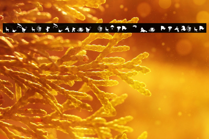 Animal Kingdom Layer Two Regular Example 2