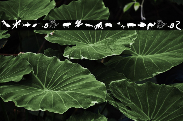 Animal Y Fobt Regular Example 2