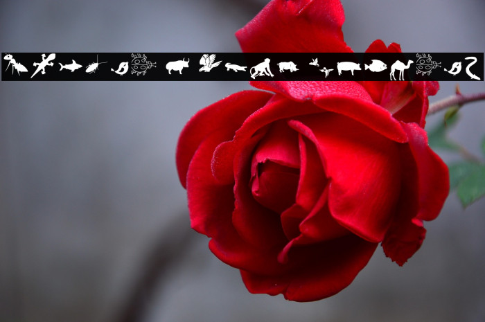 Animal Y Fobt Regular Example 3