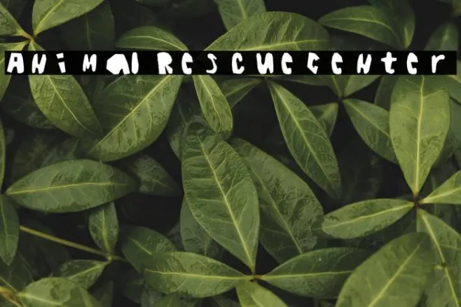AnimalRescueCenter Example 3