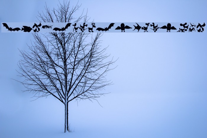 AnimalShadowsDrei Example 1