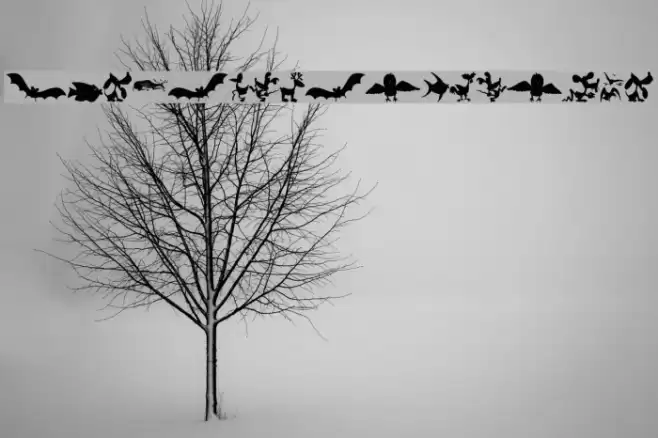 AnimalShadowsDrei Font examples