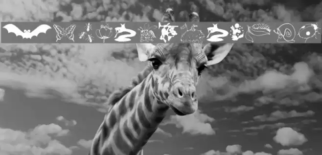 AnimalShadows Font examples